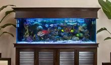 鱼缸摆放的风水禁忌，这些你知道吗？