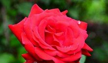 11月之后求财顺利，赚钱赚满，成功在手，穷不过50岁的生肖