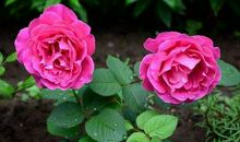 2019年收入月月上涨，登上发财舞台的生肖，生活幸福又美满