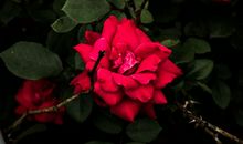 占有欲虽强，却掩饰得很好的星座