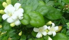 未来三个月运势极佳，财帛不缺，万事大吉，日子大放光彩的四属相