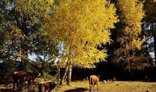 11月，金银大奖飞进门！3生肖大喜从天降，财运滚滚来，备好麻袋装大钱