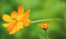 10月鸿运滚滚，贵人不断，八方来财，富贵花开的3个星座