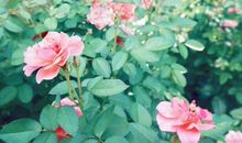 10月凡事顺风顺水，万事大吉的生肖，财运亨通，以后多福多金