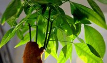 桃胡风水堂：浅谈关于发财树的风水知识