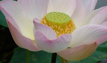 9月开始吉星庇佑，有望撞上大运，招财添贵家业旺的属相