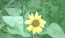 平时白富美，一恋爱就变成傻白甜的三个星座女，心疼你们！