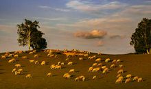 熊神进一周生肖运势（8.26-9.1）