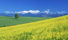 前半生财帛大旺，后半生富贵不缺的4生肖，好日子到来