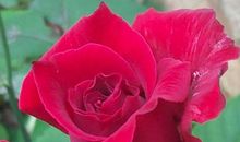 明年事业越做越大，走上赚钱道路，财富堆满山，幸福如意的生肖