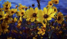 这几个属相的人，越多磨难，越多财富，苦后必成人上人