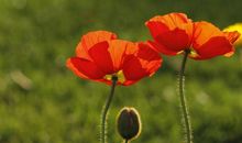 恭喜四生肖财源滚滚来，11月2号开始喜事连连不断，必有一番作为!