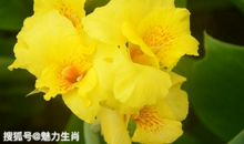 11月初开始运势更上一层楼，四生肖兴隆不已，幸福生活不会遥远!