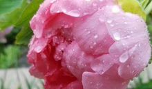 财运爆发的3生肖，11月开始正财旺又旺，横财发又发，喜变有钱人