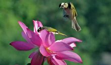 11月发展迅速，事业有成，不缺金钱花销的四大生肖