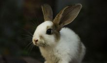 大吉大利的生肖是什么生肖