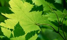 未来七天与财富有缘的三大生肖，财富花不完富人非他们莫属