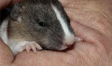 72年生肖鼠人士如何借助第三步大运逆袭人生