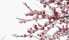 水瓶座的守护花与性格相关，能体现出自身的气质