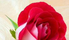 财运活力全开，生活越过越富裕的生肖，11月13号起定能大富特富