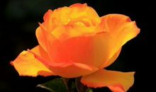 11月开始紫气东来贵人到，运势更亨通的生肖，做任何生意都赚钱