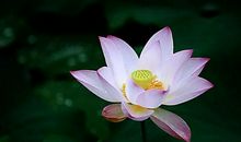 11月财旺福旺，运势亨通，事业一路畅通的四生肖