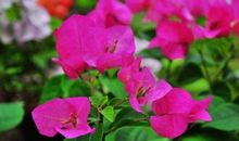 11月16号起幸福迎进门，横财大发，有钱有势的生肖