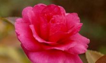 11月生意大赚，富贵无忧的生肖，日进斗金，天天有钱赚，要发财