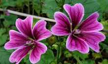 明年起福运上门，赚钱不停，钱财大笔进账，生活滋润的生肖