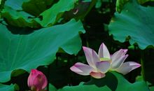 11月起喜气连绵不绝，其财运大好，身边有无数喜财的四属相