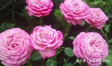 最“抠门”的四大生肖男，舍不得为自己花一分钱，对家人却很大方