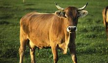 属牛女人的开运礼物是什么 可送铜鸡