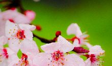 11月18号起运势逆风，好运缠身的生肖，得财得福，富贵有余