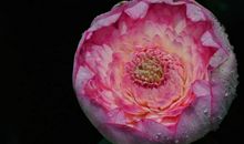 2020年迎来良好的金钱运势，正财收入不断，横财惊喜连连的四属相