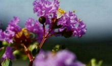 “命中藏金”的三生肖女，性格泼辣却很旺夫，备受丈夫喜爱