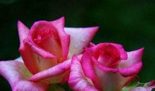 财源滚滚势头猛，吉星高照万事无忧的生肖，10月底起好日子逃不掉