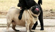 梦见狗狗打架会倒霉运，身边会有小人污蔑你