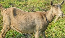 白羊座最佳配对分析怎么看 不同的配对有不同的结果