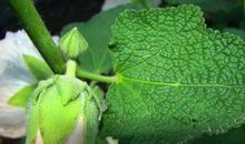 11月福星高照，大财小财都会有，发展顺利，生活多姿多彩的生肖