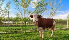 属牛的今年多大 不同年份年龄不同