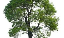 不怕孤独，守寡也能很开心的生肖女