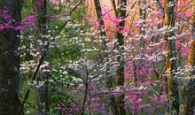 2019年风生水起，轻松赚大钱，富贵享不尽，盆满钵满的3生肖