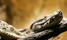 已婚女人梦见一条蟒蛇是什么意思