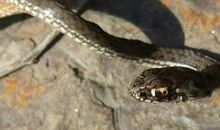 梦到被蛇咬后把蛇打死是什么意思