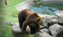 梦见发疯的动物是什么意思