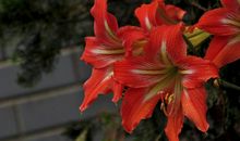 11月底会遇到贵人和伯乐提拔，机会越来越多，顺风顺水的四属相