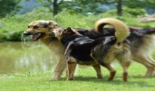 梦见打死恶狗什么预兆