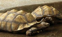 梦见买乌龟是什么意思