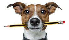 梦到狗是什么意思，男人梦到狗会有贵人保驾护航