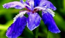 “天生命好”的三个生肖，长相平平却很旺夫，不会为钱发愁